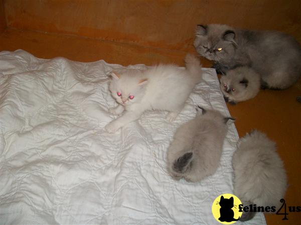 Kittens for Sale in Vermont
