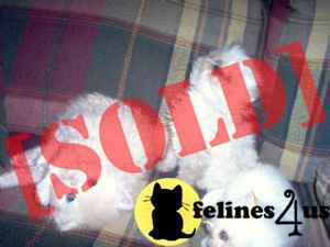 PERSIAN KITTENS CFA REG PKD NEG