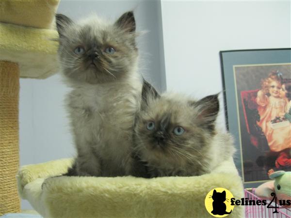 NY USA, Balinese Kittens