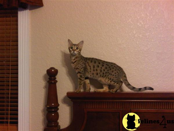 Kittens for Sale