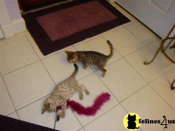 Bengal Kittens
