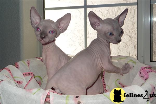 Kittens for Sale in California