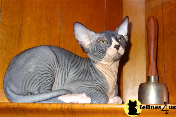 Kittens for Sale in California