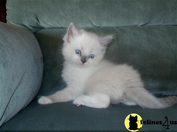 PA USA, Ragdoll Kittens