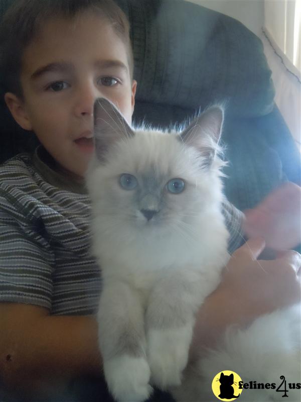 PA USA, Ragdoll Kittens