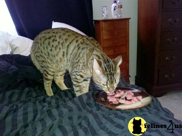 Cats for Sale