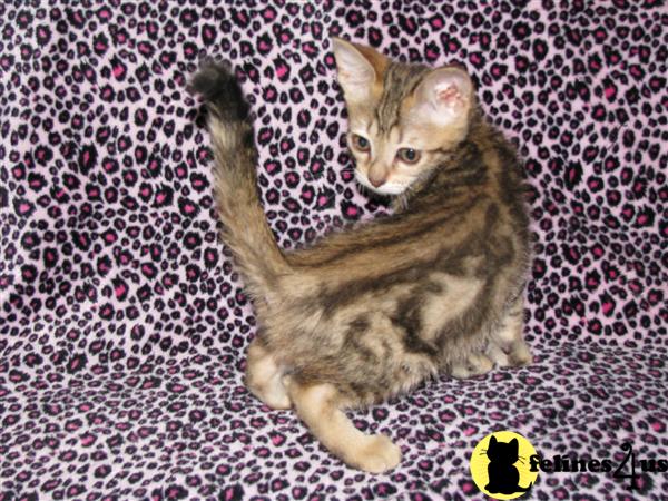 Kittens for Sale