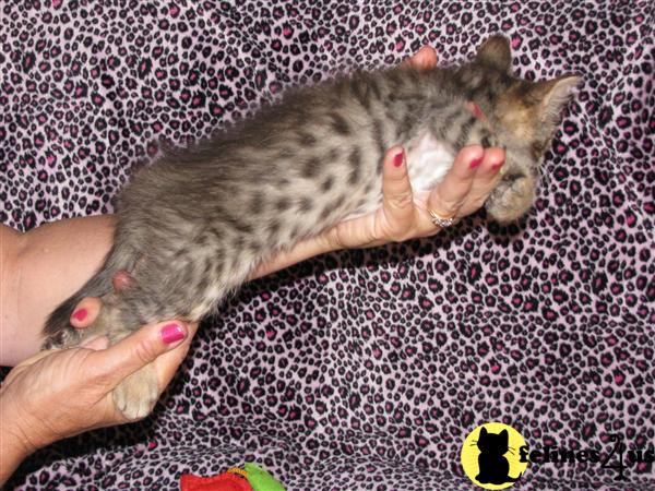 Kittens for Sale