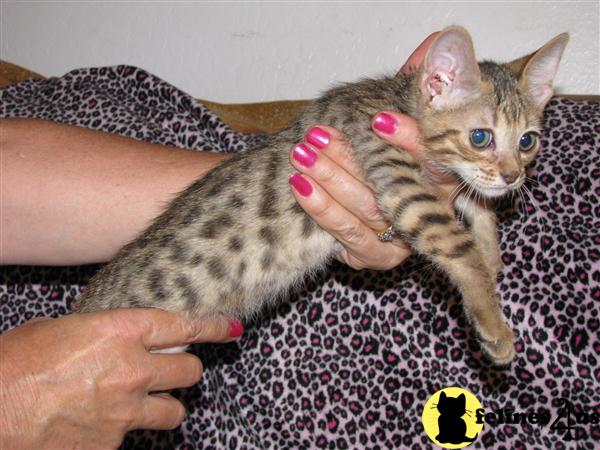 Kittens for Sale