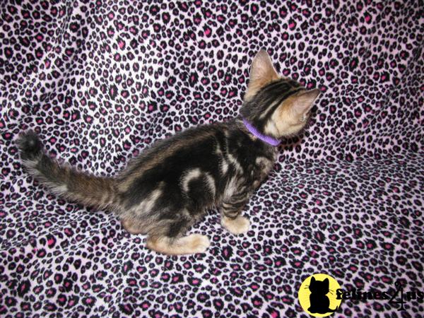 Kittens for Sale