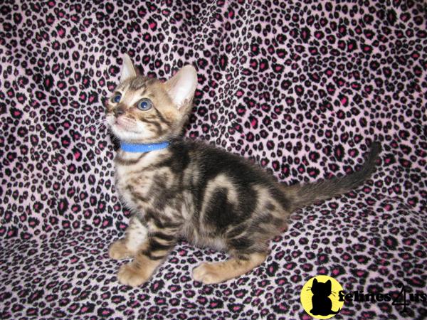 Kittens for Sale