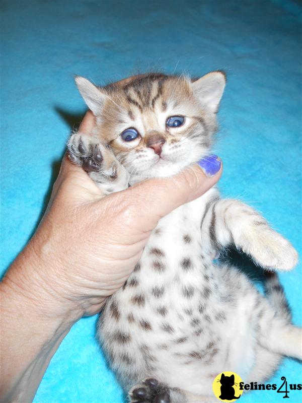 Kittens for Sale in Arizona