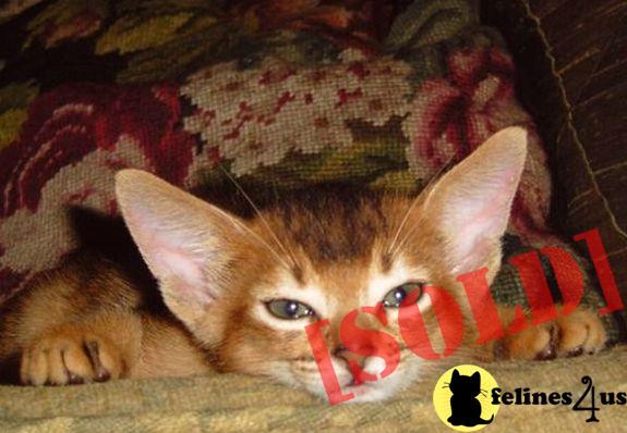 Ruddy Male Kittens 