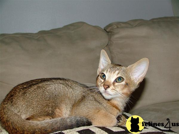 Abyssinian kittens available