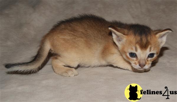 Kittens for Sale in Ohio