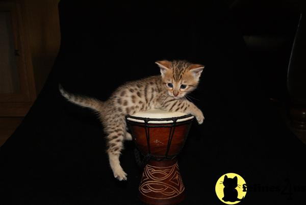 Savannah Kittens
