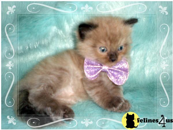 Kittens for Sale in Arkansas