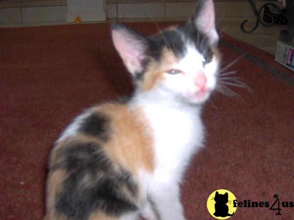 Beautiful Calico Kitten for Sale