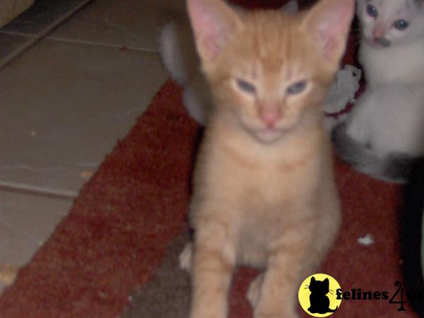 Sweet  Affectionate Orange Tabby Kitten for Sale