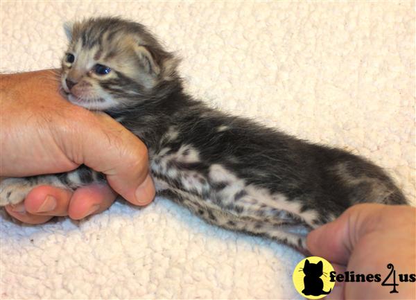 Bengal Kittens