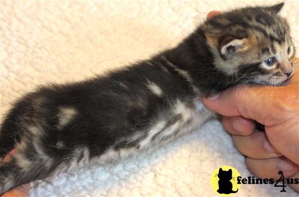 Bengal Kittens