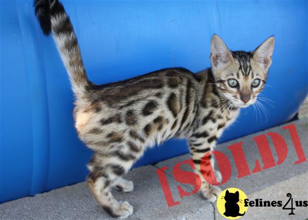 Brown rosetted male bengal