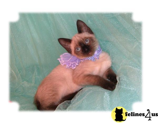 Kittens for Sale in Arkansas