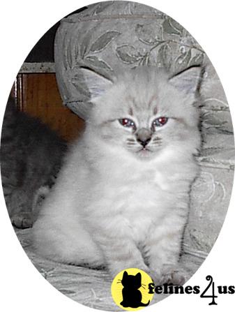 American Bobtail Kittens