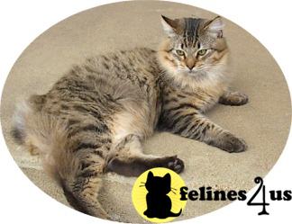 American Bobtail Kittens in Tennessee