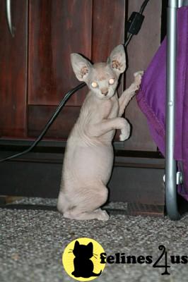 Kittens for Sale in Oklahoma