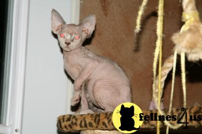 Kittens for Sale in Oklahoma