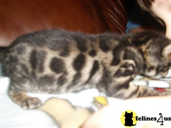 Bengal Kittens in Florida