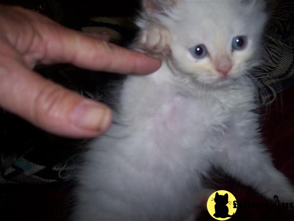 Himalayan Kittens