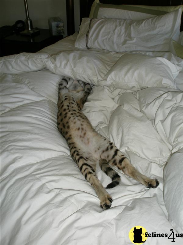 Cats for Sale