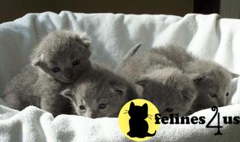 Russian Blue Kittens