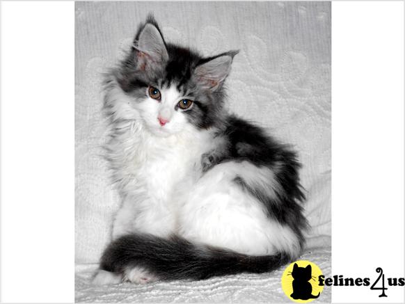 WV USA, Maine Coon Cats