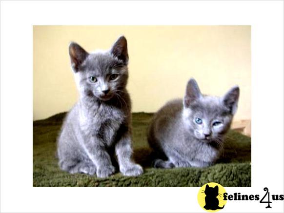 Russian Blue Cats · Cats