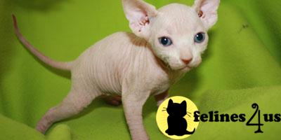Sphynx Kittens For Pets And Breeding