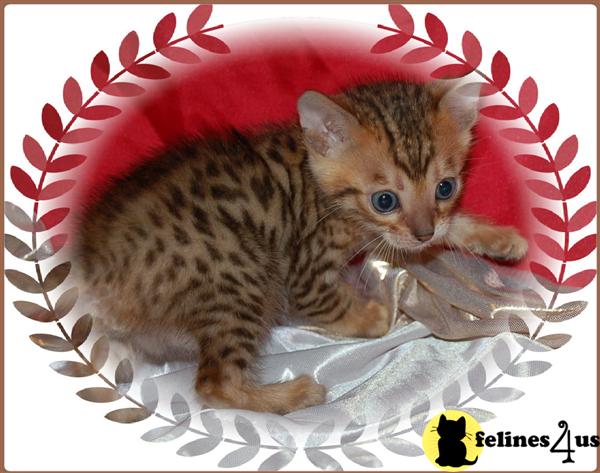 Bengal Kittens in Florida