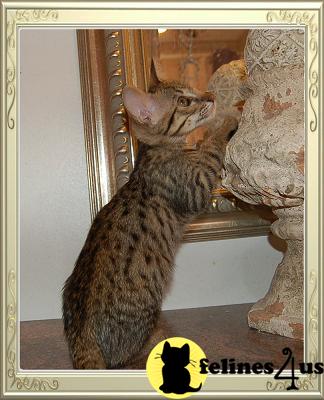 Savannah Kittens