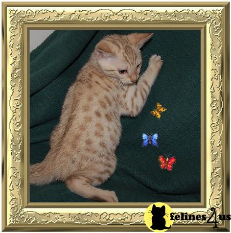Bengal Kittens in Florida