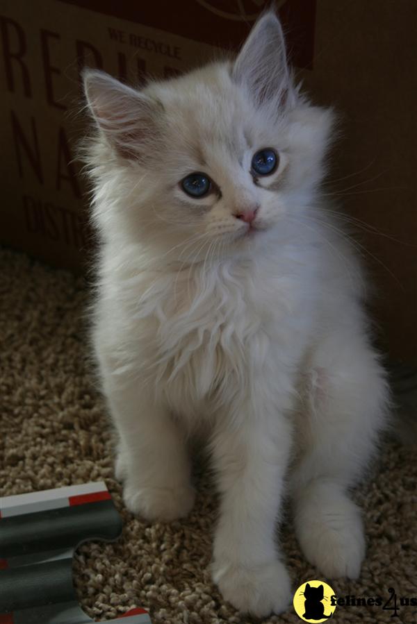 Ragdoll Kittens