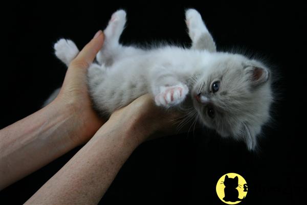 Ragdoll Kittens