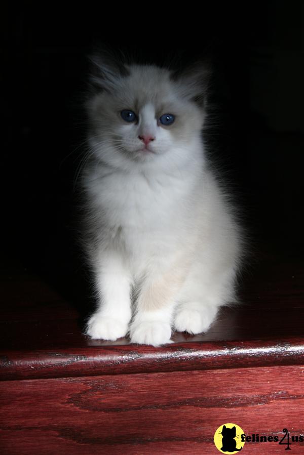 Ragdoll Kittens