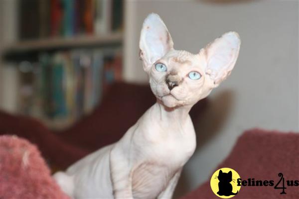 Sphynx Kittens