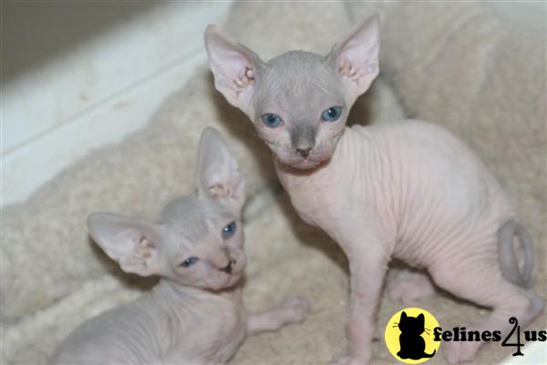 Kittens for Sale in California