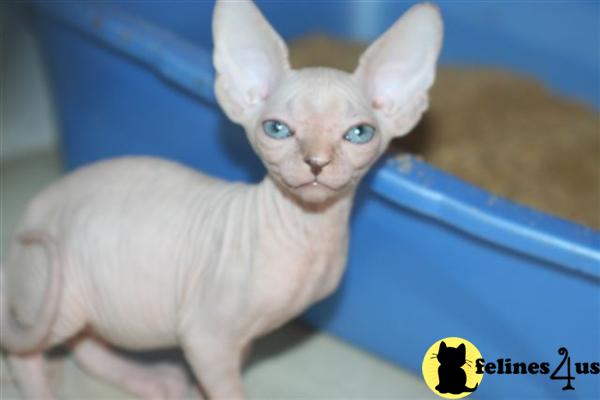 Kittens for Sale in California