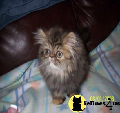 Kittens for Sale in Georgia