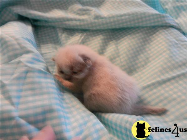 Kittens for Sale in Florida