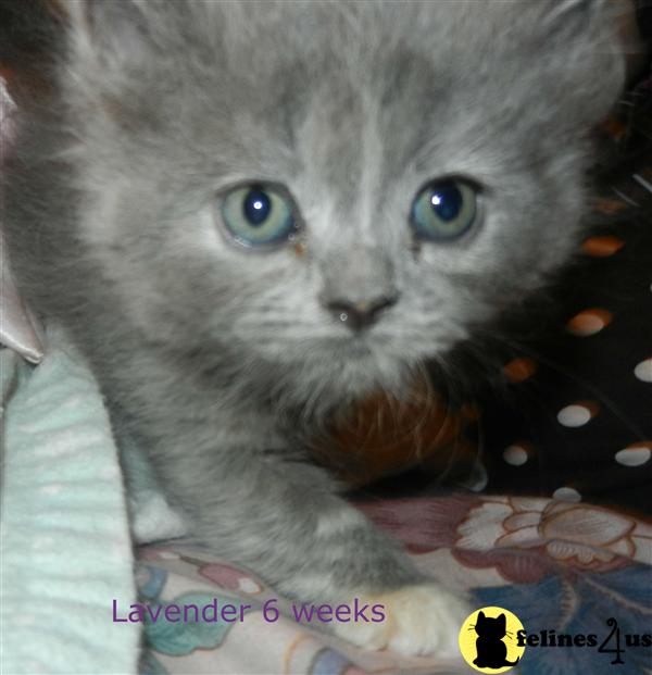 Kittens for Sale